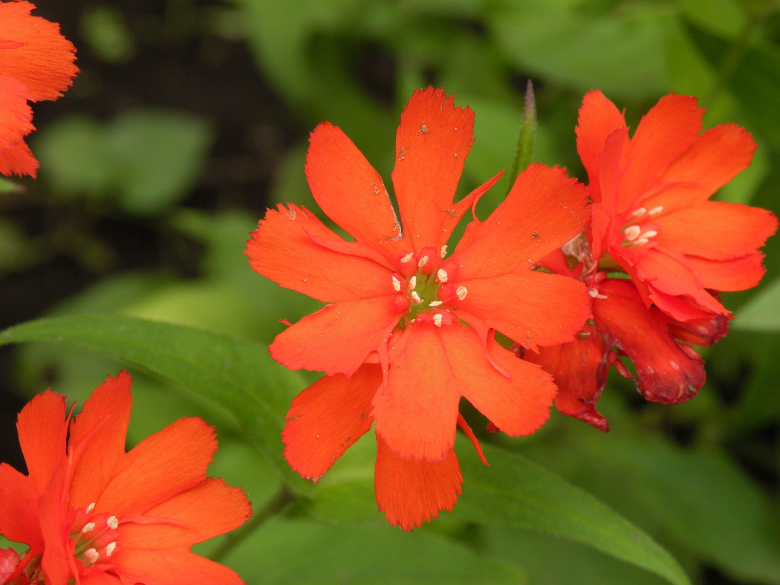 flower-image